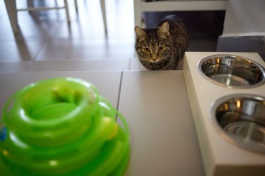 Evde yemek ve içeceklerle kaselerin yanında sevimli bir kedi var..