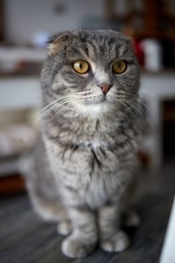 Sarkık kulaklı İskoç gri kedi, yakın plan. Sevgilim. ev