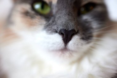 Gri kedi makro siyah burun.