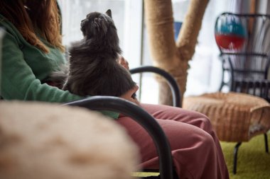 Bir kedi bir kadının kucağında oturuyor ve okşanıyor..