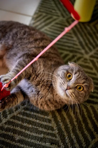 Il gattino gioca con una corda su un bastone di legno . — Foto Stock