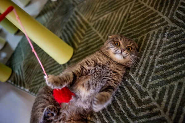 Das Kätzchen spielt mit einem Seil auf einem Holzstab. — Stockfoto