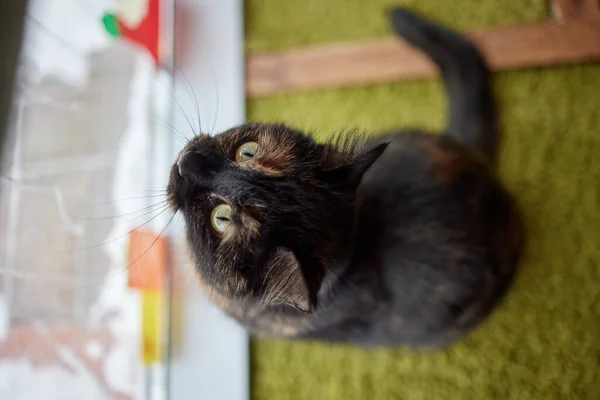 Um close-up de sentado laranja brasileiro gato shorthair. — Fotografia de Stock