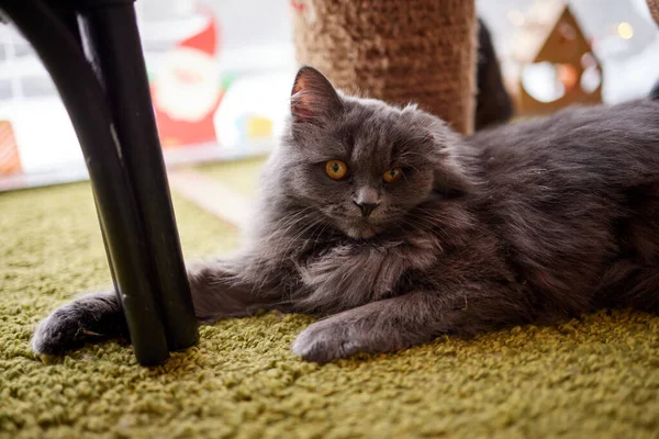 Щасливого кота. Шотландська кішка. Британська блакитна кішка вдома. Великий жирний і зухвалий кіт.. — стокове фото