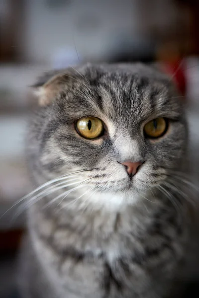 Lop-eared Scittish grijze kat close-up. Lieverd. thuis — Stockfoto