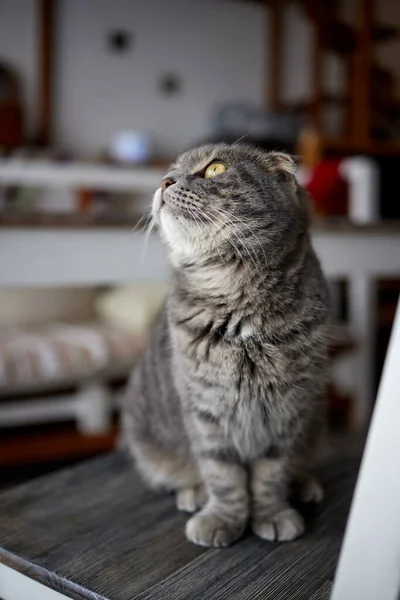 Acercamiento de gato gris cigüeña con orejas cortadas. Querida. casa —  Fotos de Stock