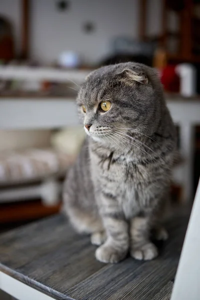 Lop-eared Scittish cinza gato close-up. Querida... casa — Fotografia de Stock