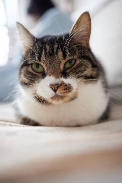 Gato com listras senta-se no sofá e olha diretamente para a câmera. — Fotografia de Stock