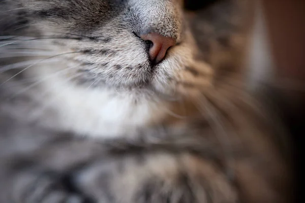 Чорний ніс сірого кота макрос . — стокове фото