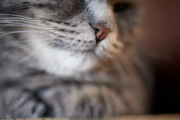 Schwarze Nase eines graue Katze-Makros. — Stockfoto