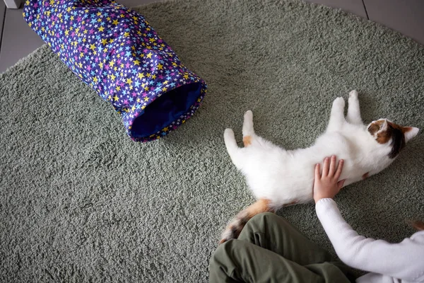 Close-up de um gatinho-gato adormecido bonito nas mãos das mulheres. Mulher acariciando seu adorável pequeno animal de estimação. Interior . — Fotografia de Stock