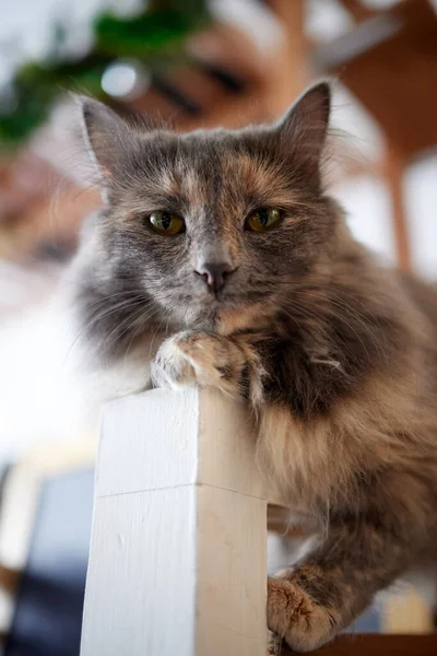 Um gato listrado peludo senta-se em uma cadeira e tenta bater em alguém com uma pata garra. — Fotografia de Stock