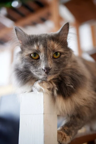 Un chat rayé à fourrure s'assoit sur une chaise et tente de frapper quelqu'un avec une patte griffée. — Photo