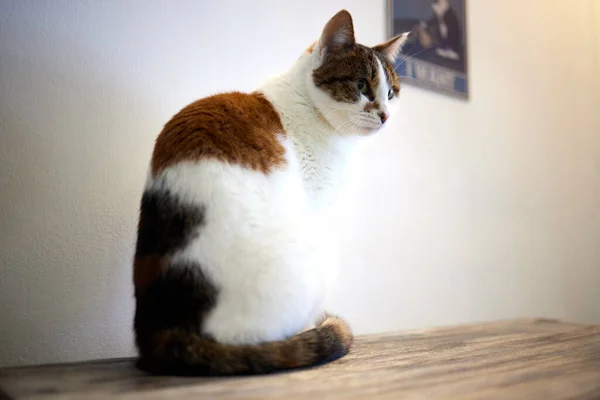 Gato deitado na mesa de madeira olhando para a câmera. — Fotografia de Stock