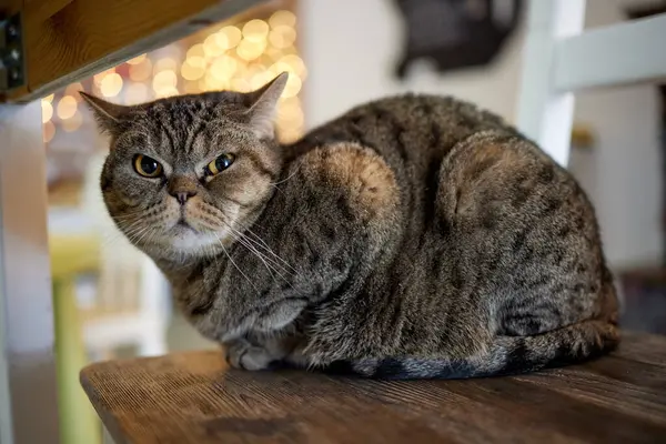 A furry striped cat sits on a chair and tries to hit someone with a clawed paw. — Stock Photo, Image