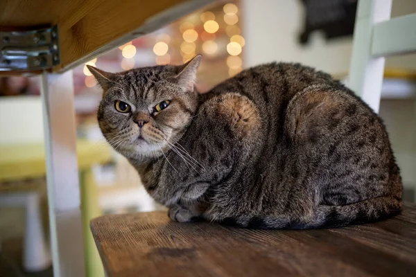 Un chat rayé à fourrure s'assoit sur une chaise et tente de frapper quelqu'un avec une patte griffée. — Photo