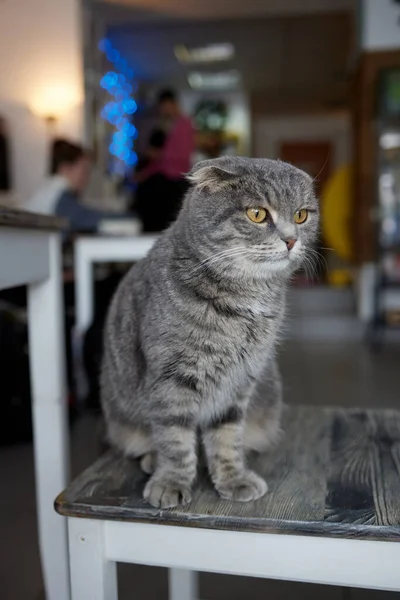 Acercamiento de gato gris cigüeña con orejas cortadas. Querida. casa —  Fotos de Stock