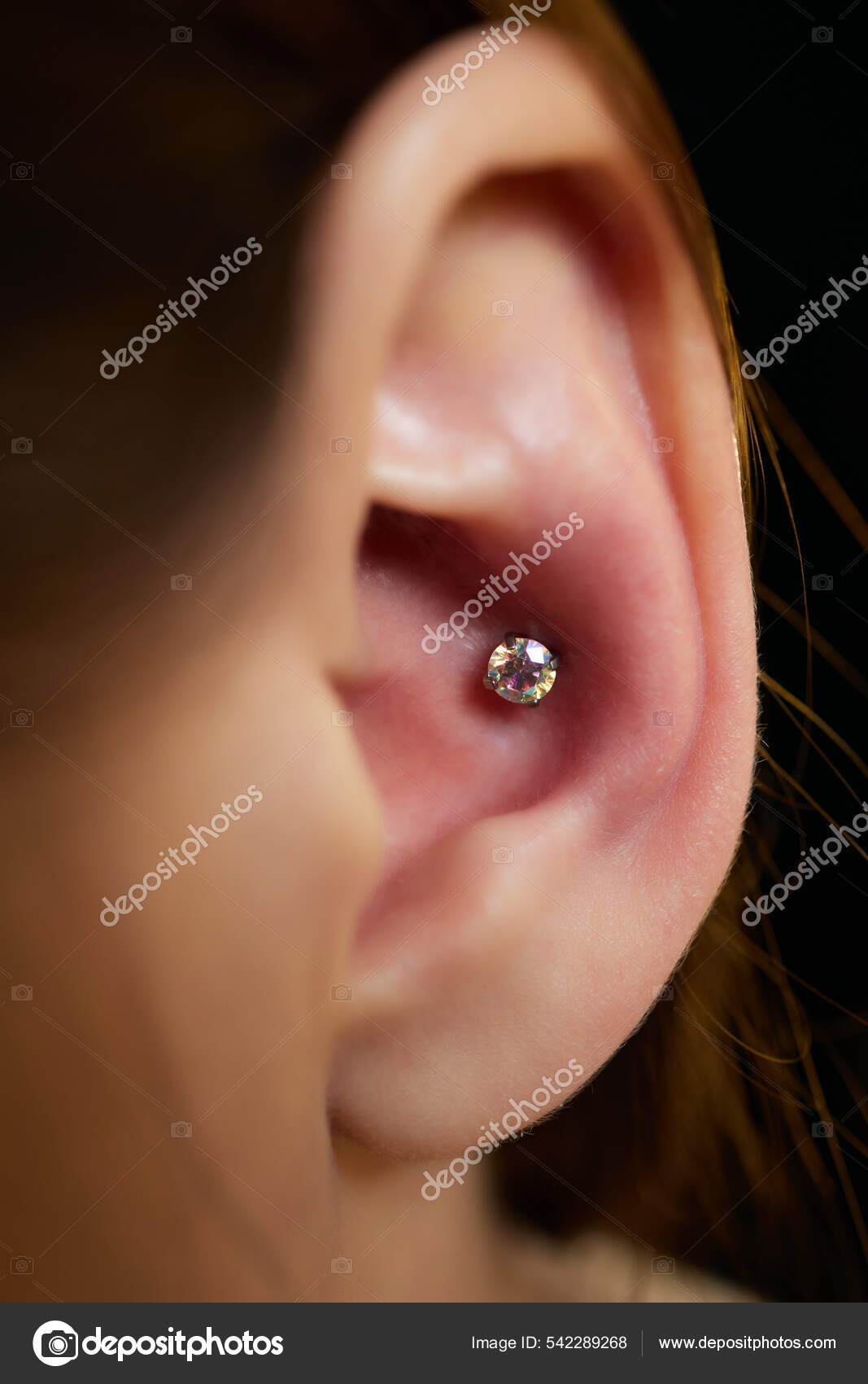 Piercings en una oreja. Concha y helice piercings de cerca. Foto de stock 542289268 vershinin.photo