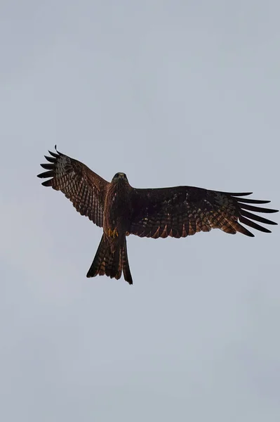 Ein detailliertes Porträt des Greifvogels Rotmilan. Land mit ausgebreiteten Flügeln auf einem Baumstumpf. Seitenansicht. — Stockfoto