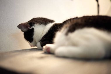 Beyaz kedi kendini temizlerken bir kedinin patilerini kapat..