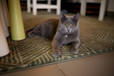 İngiliz kedisi evde rahat ve kendinden emin bir şekilde yerde yatıyor. İngiliz Shorthair portresi.