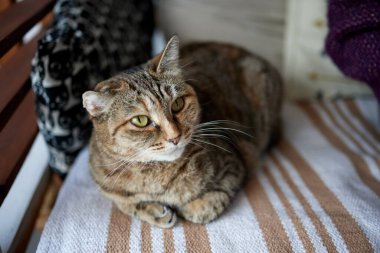 Çizgili kedi kanepeye oturur ve doğrudan kameraya bakar..