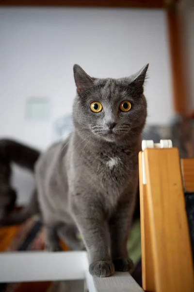 Un gato peludo a rayas se sienta en una silla y trata de golpear a alguien con una garra. —  Fotos de Stock