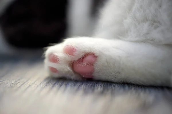 Close Up de patas de um gato, enquanto gato branco limpou-se. — Fotografia de Stock