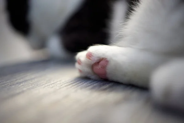 Close Up de patas de um gato, enquanto gato branco limpou-se. — Fotografia de Stock