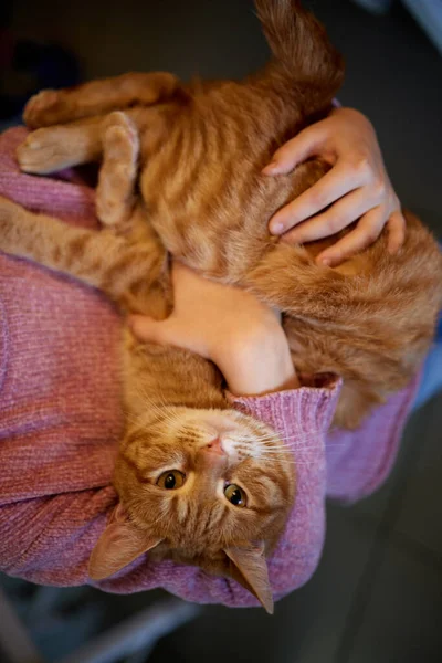 Close up of a cute sleeping kitty-cat in the womans hands. Woman stroking her lovely little pet. Indoor. — Stock Photo, Image