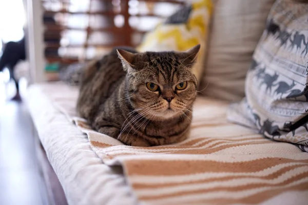 Gato com listras senta-se no sofá e olha diretamente para a câmera. — Fotografia de Stock