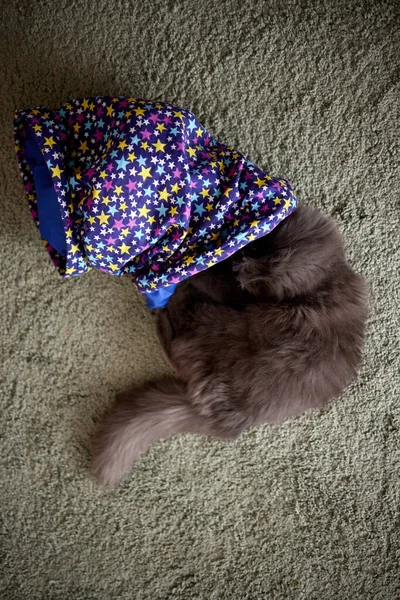 Calico Cat gerahmt und Alarm in Katzentunnel-Spielzeug. — Stockfoto