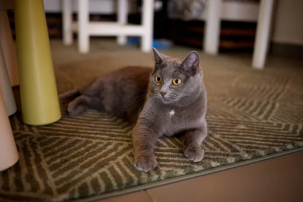 영국인 고양이는 편안하고 자신있게 집 바닥에 누워 있었다. 영국 쇼트어 품종 사진. — 스톡 사진