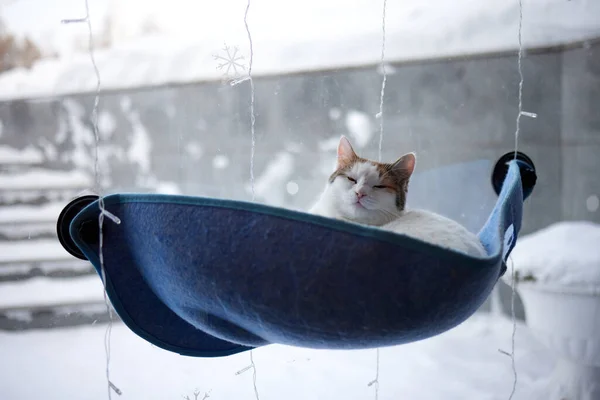 Katze liegt in Glaswandbett zu Hause. — Stockfoto