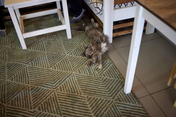 Gato bonito deitado de costas no tapete. Raça cavala britânica com olhos amarelos e um bigode arbustivo. Fechar. — Fotografia de Stock