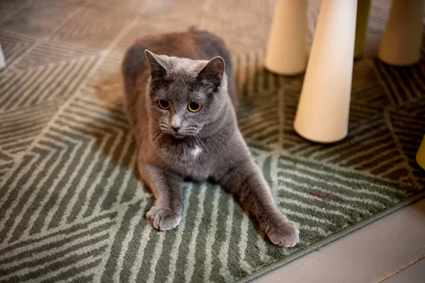 회색 고양이, 카펫에 누워 집에. 애완 동물용 조개. 질병, 혈우병 고양이 치료. — 스톡 사진