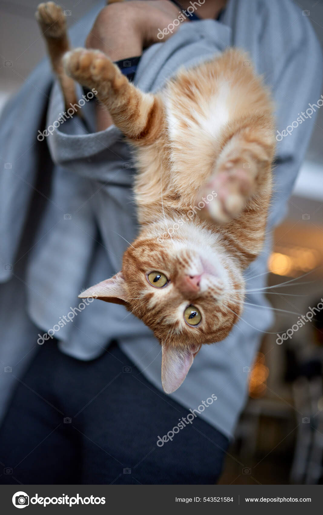 Молодой Человек В Футболке С Котом. Стоковое Фото ©vershinin.Photo.