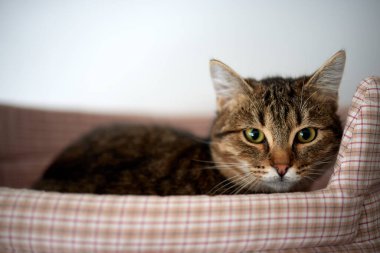 Kedi evindeki kedi sağ tarafa bakıyor..