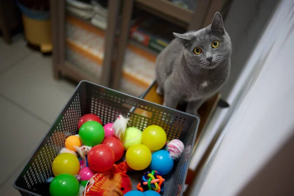 Katze mit Bällen in verschiedenen Farben in der Box. — Stockfoto