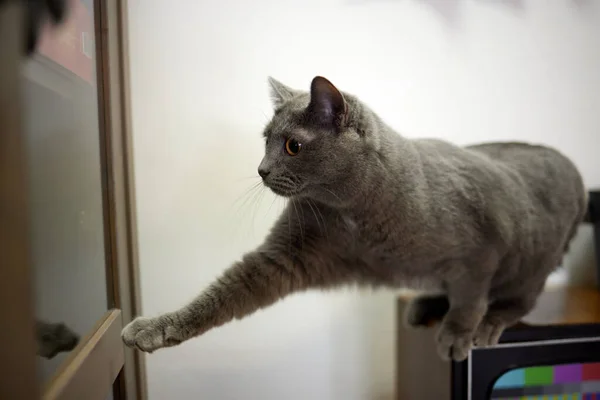 Die Katze versucht, das Glasfenster von selbst zu öffnen. — Stockfoto
