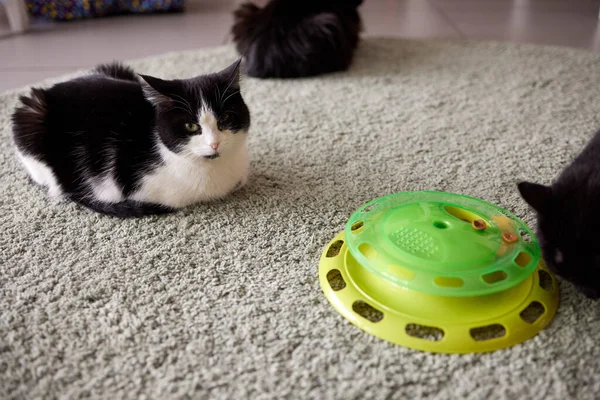 Drehscheibe Katzenspielzeug dreilagig. Lustige Pet Toys Cat Crazy Ball Disk. Plate Play Disc Trilaminar. Selektiver Fokus. — Stockfoto