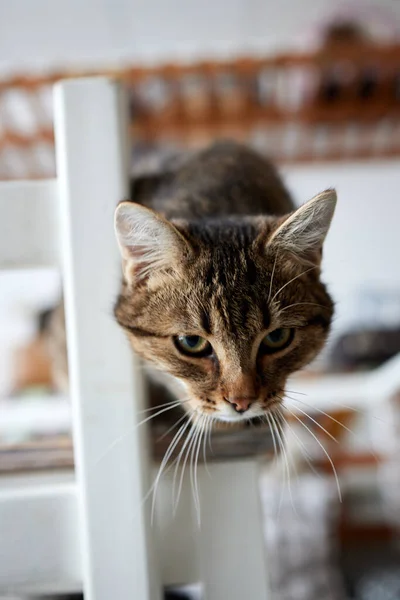 Gato acostado en madera mesa mirando a cámara. —  Fotos de Stock