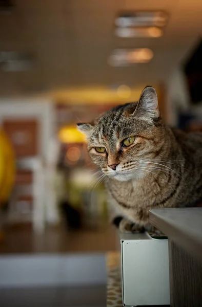 Gato acostado en madera mesa mirando a cámara. —  Fotos de Stock