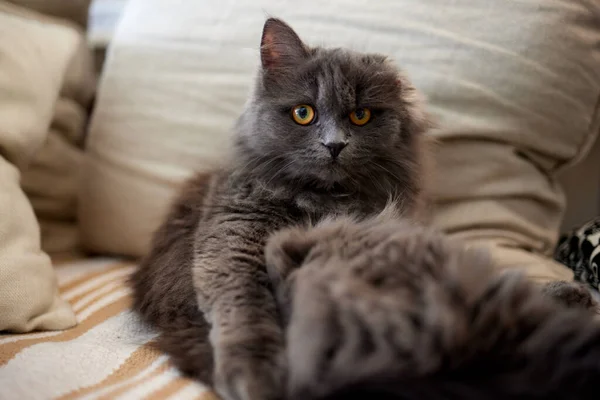 줄무늬가 있는 고양이는 소파에 앉아 카메라를 직접 보고. — 스톡 사진