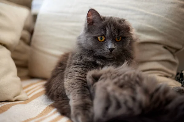 Gato com listras senta-se no sofá e olha diretamente para a câmera. — Fotografia de Stock
