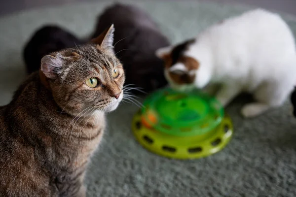 Turntable Cat Toy трехслойный. Смешные игрушки кошачий шар диск. Plate Play Disc Trilaminar.selective focus. — стоковое фото