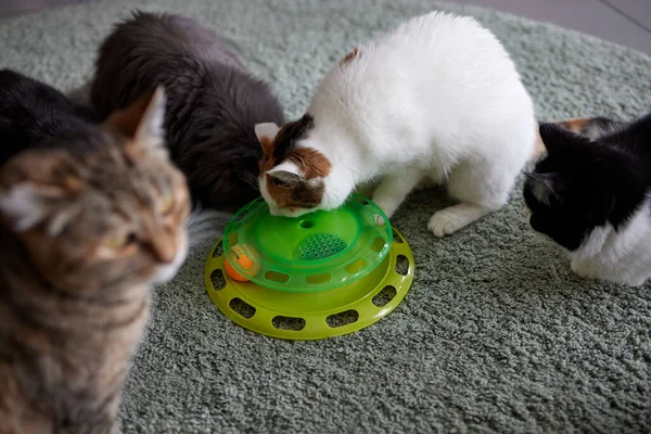 Drehscheibe Katzenspielzeug dreilagig. Lustige Pet Toys Cat Crazy Ball Disk. Plate Play Disc Trilaminar. Selektiver Fokus. — Stockfoto