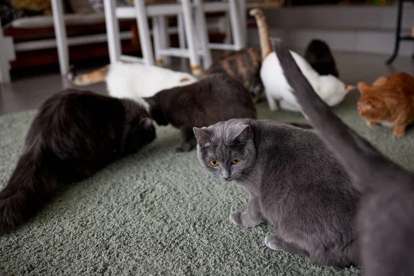 Gato, deitado no tapete, em casa. Abrigo para animais de estimação. Doenças, tratamento de gatos pedigree. — Fotografia de Stock