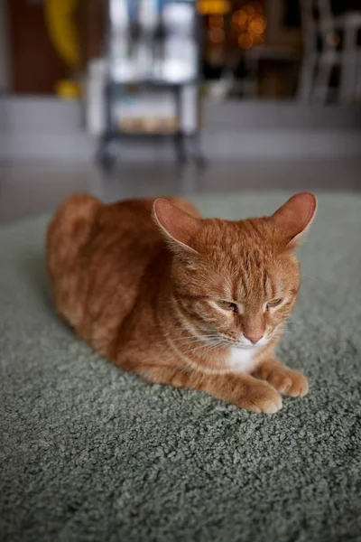 Gatto, sdraiato sul tappeto, a casa. Rifugio per animali domestici. Malattie, trattamento dei gatti genealogici. — Foto Stock