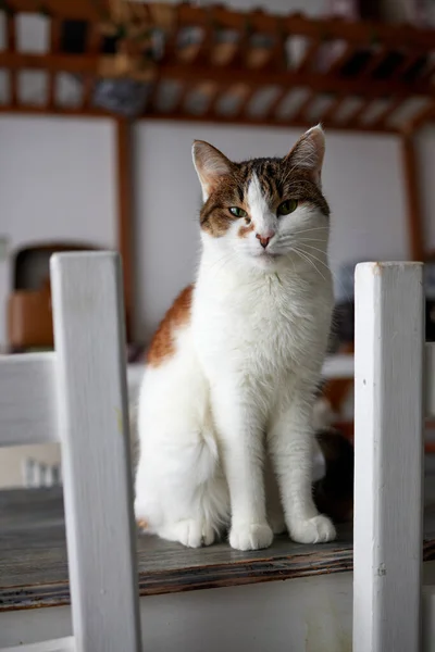 Kot leżący na drewnianym stole patrzący w kamerę. — Zdjęcie stockowe